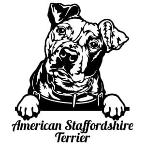 American Staffordshire Terrier