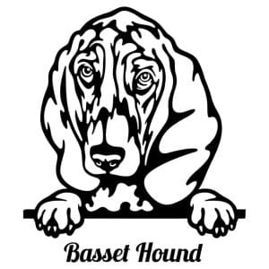Basset Hound