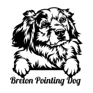 Breton Pointing Dog