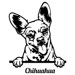 Chihuahua 1