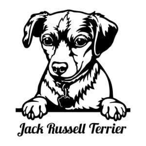 Jack Russell Terrier
