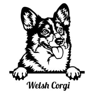 Welsh Corgi