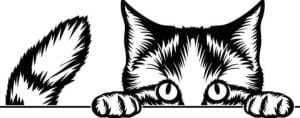 Cat 3