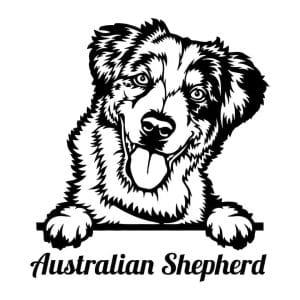 Australian Shepard